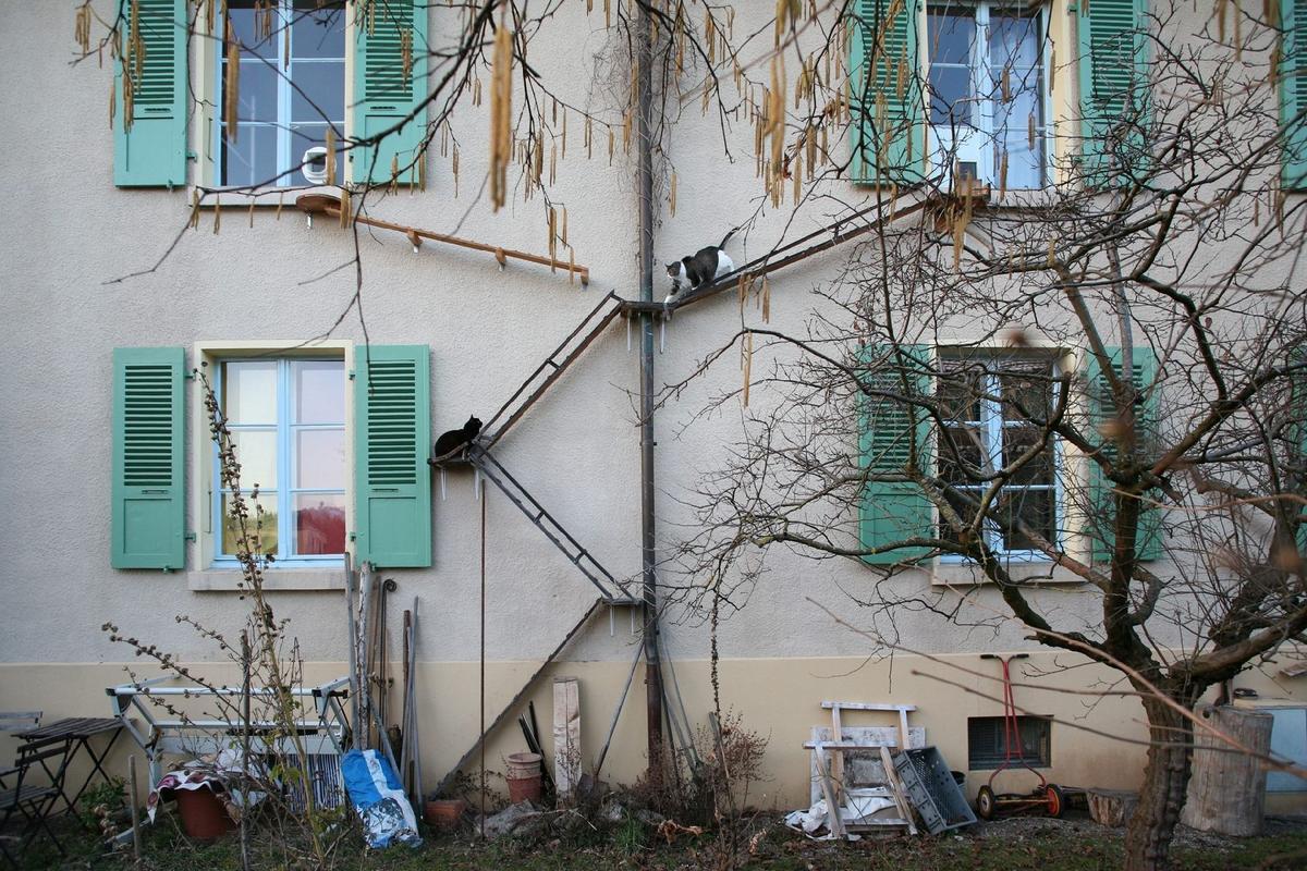 Žebříky pro kočky (Zdroj: Wikipedie, Foto: Brigitte Schuster/CC BY-SA-NC 4.0)