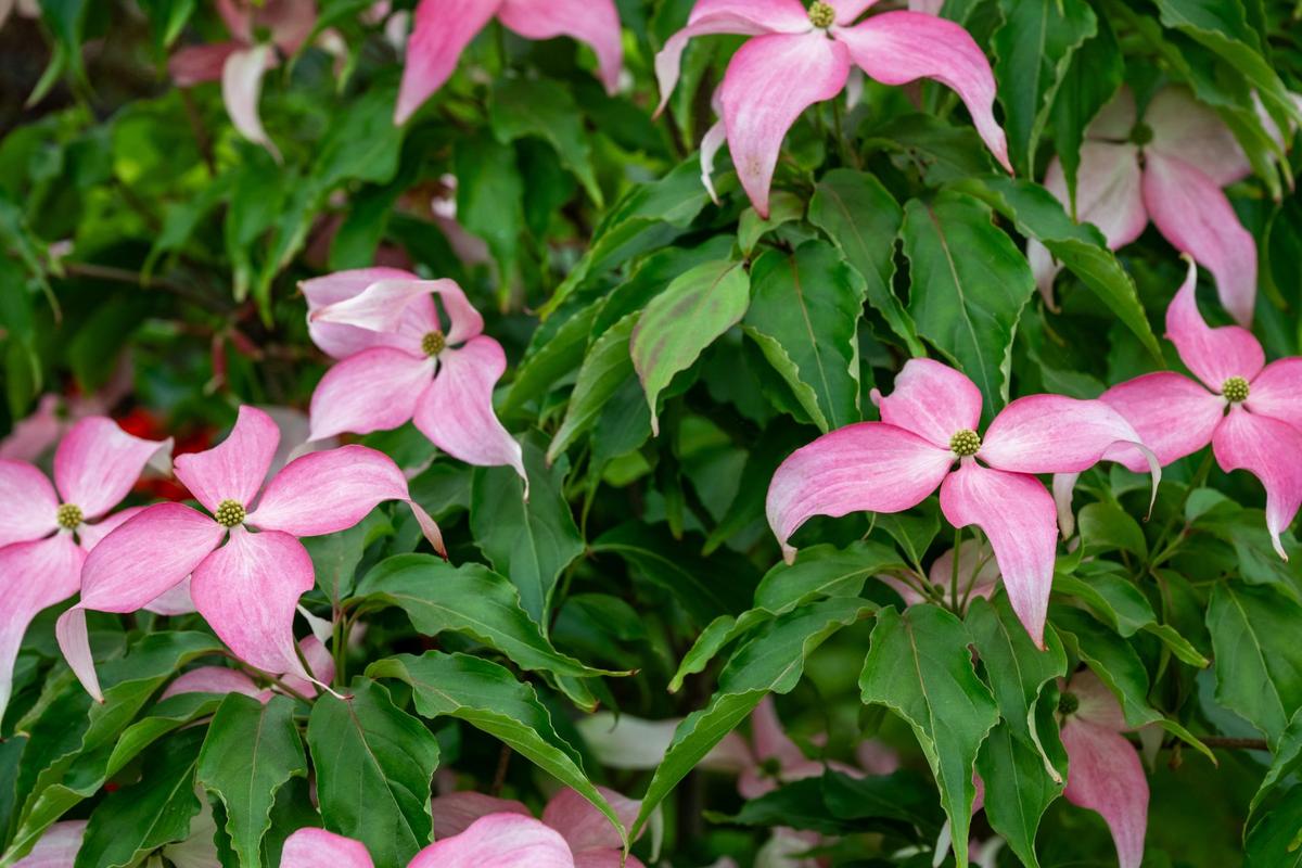 Cornus kousa 'Scarlet Fire' (Zdroj: Shutterstock)