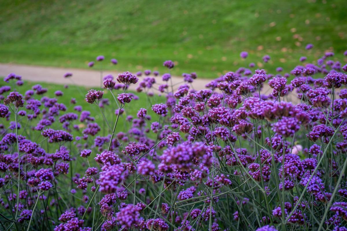 Sporýš klasnatý (Zdroj: Shutterstock)