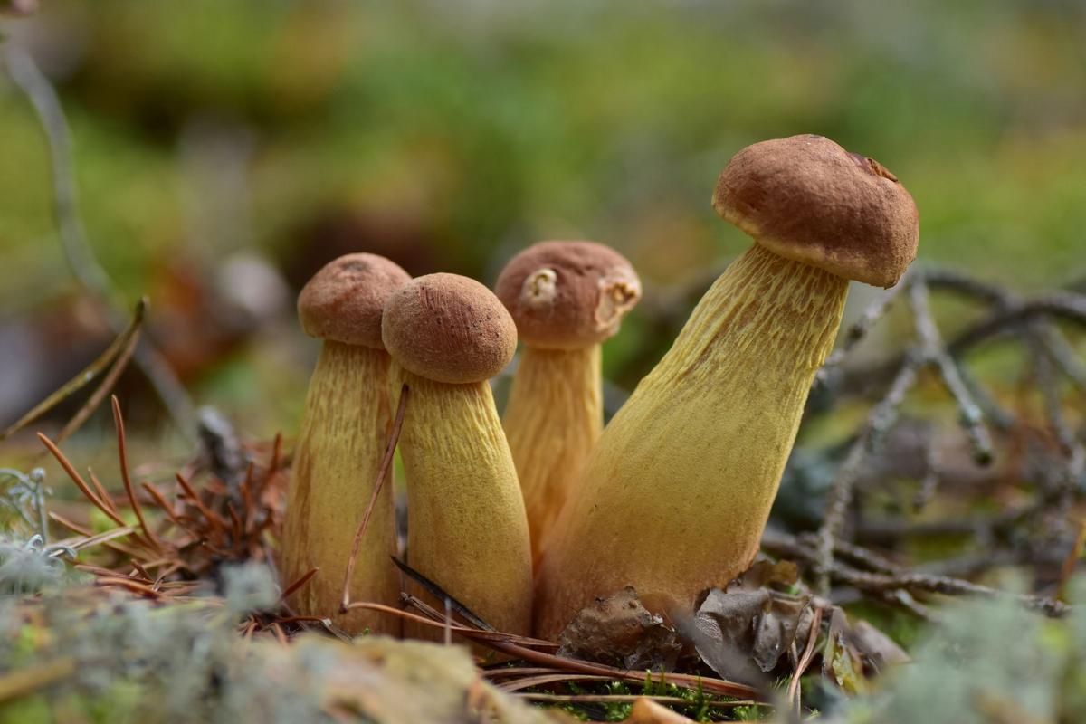 Hřib štíhlotřenný (Zdroj: Shutterstock)