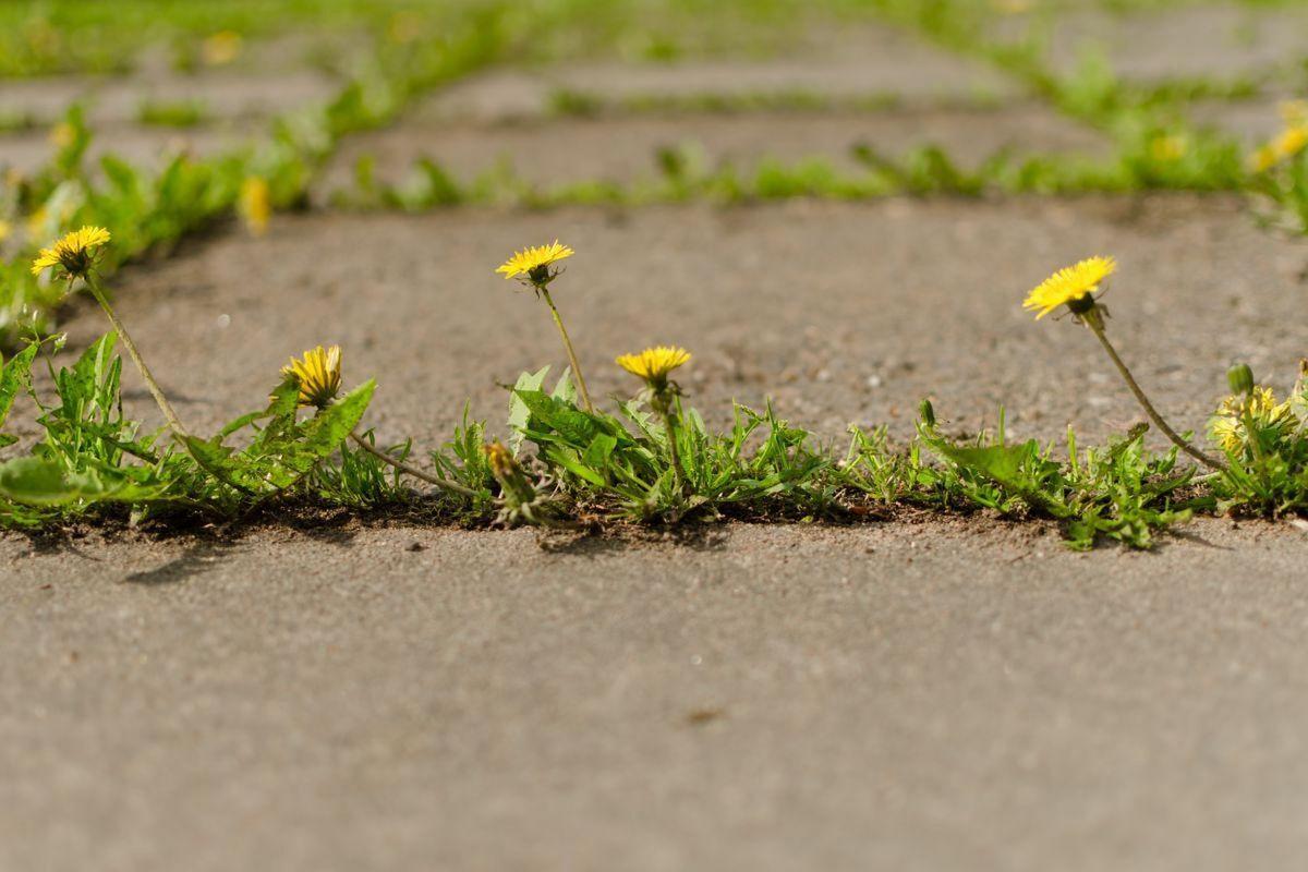 Pampelišky se plejí těžko, ale ze škvír v chodníku či dlažbě? Zhola nemožné! (Zdroj: Shutterstock)