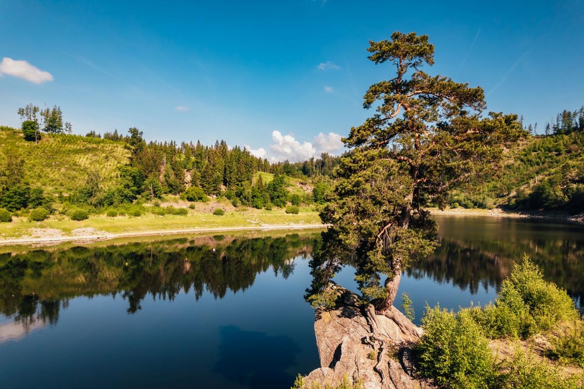 Chudobínská borovice je jedním z pěti finalistů (Foto: Strom roku)