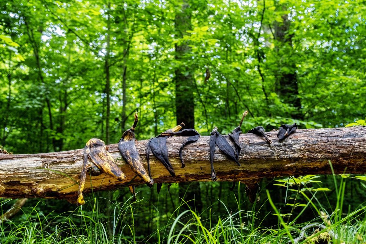 Banánové slupky do naší přírody nepatří (Zdroj: Shutterstock)