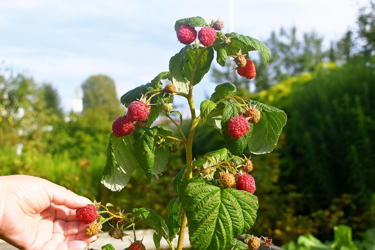 Některé dlouho plodící odrůdy zahradních malin plodí za pěkného počasí až dlouho do října (Zdroj: Shutterstock)