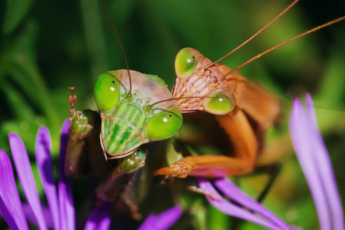 Makro fotografie pařících se kudlanek (Zdroj: Shutterstock)