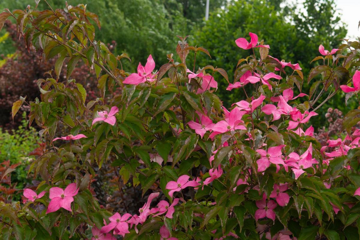 Cornus kousa 'Scarlet Fire' (Zdroj: Shutterstock)