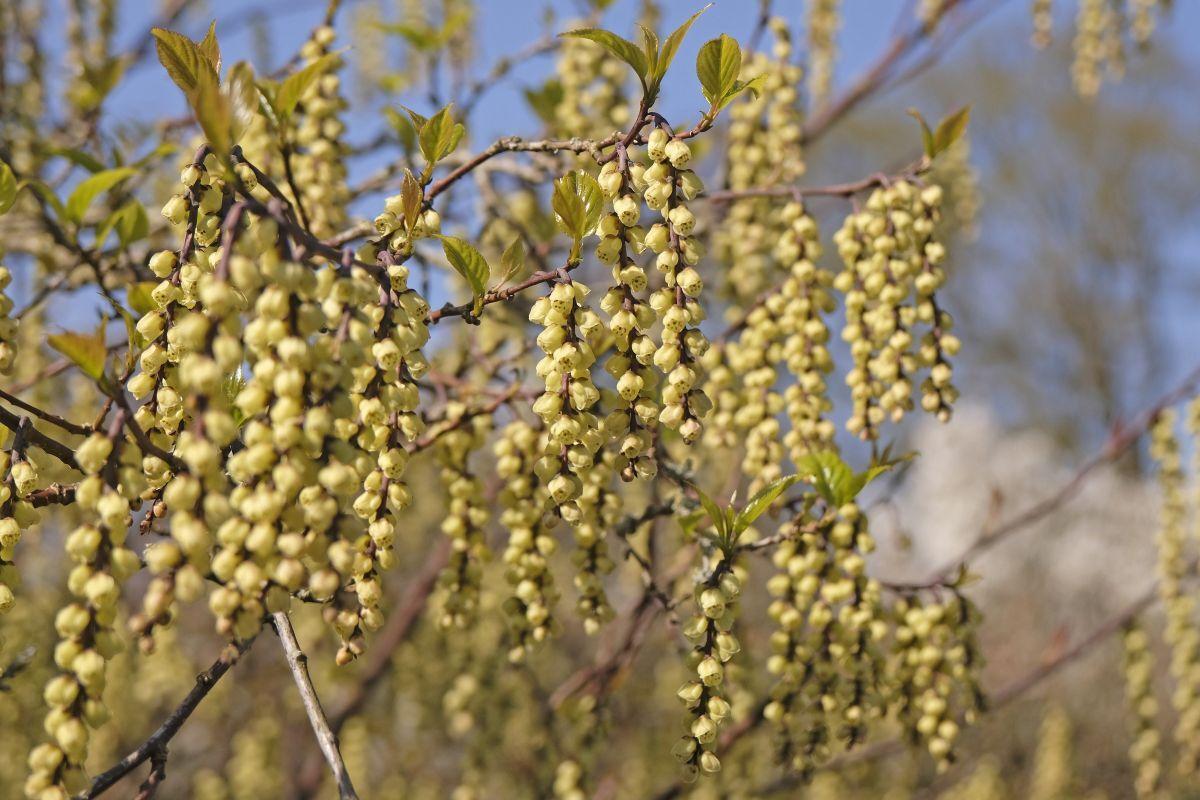 Stachyurus praecox - rozkvetlé pruty zvonečků (Zdroj: Shutterstock)
