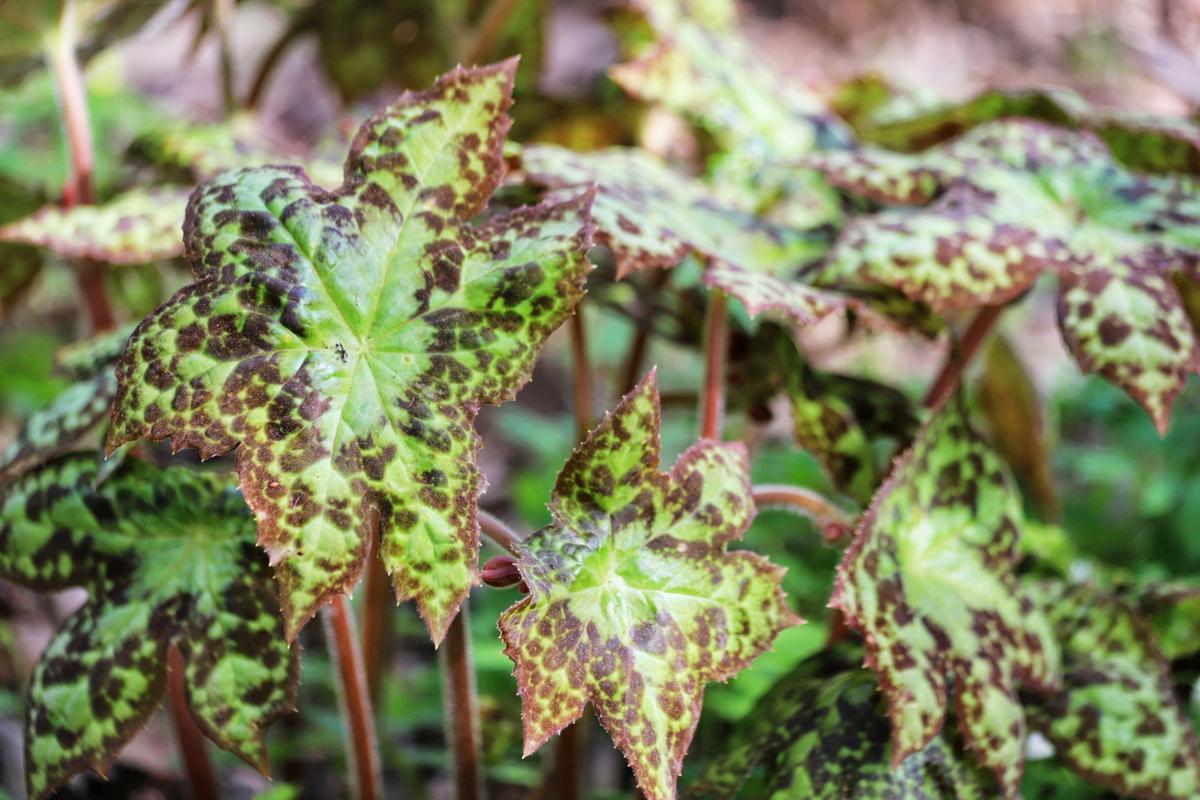 Podophyllum 'Spotty Dotty' (Zdroj: Shutterstock)