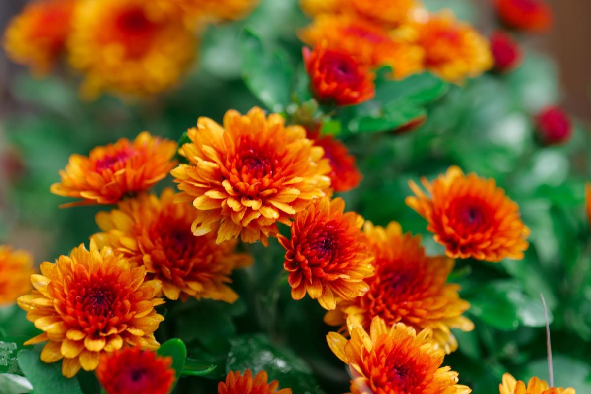 Chryzantémy (Zdroj: Shutterstock)