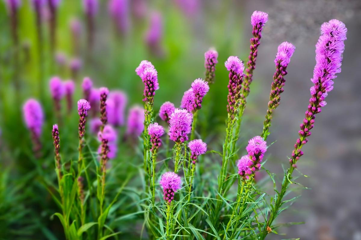 Šuškarda (Zdroj: Shutterstock)