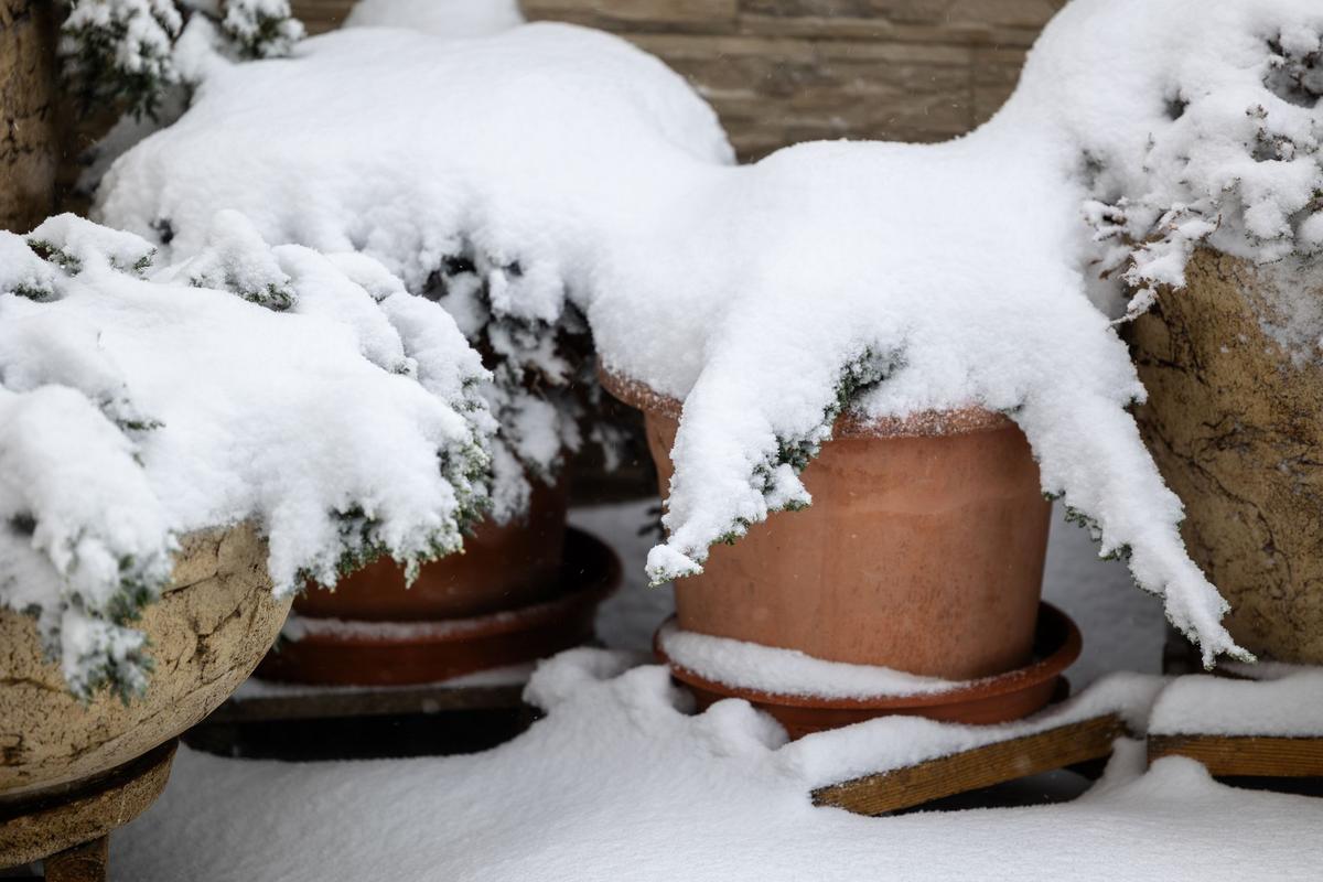 Nejvíce trpí na prochladnutí květináče (Zdroj: Shutterstock)