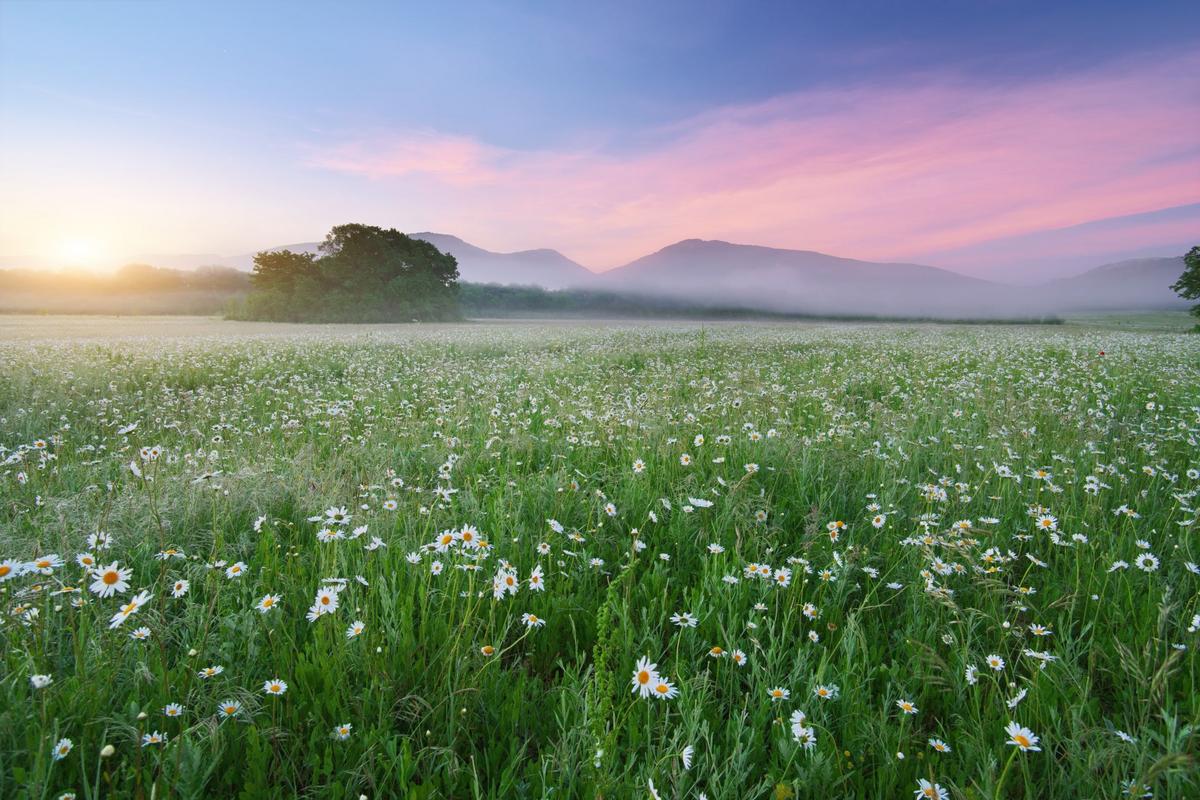 Louka (Zdroj: Shutterstock)