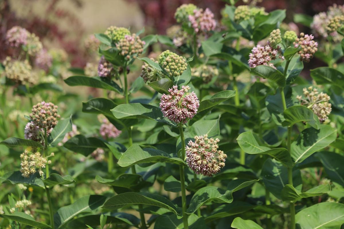 Klejicha hedvábná (Zdroj: Shutterstock)