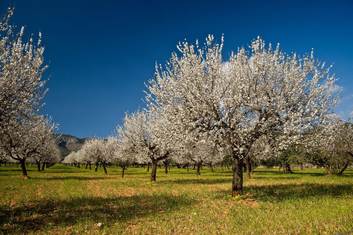 Kvetoucí mandloně (Zdroj: Shutterstock)