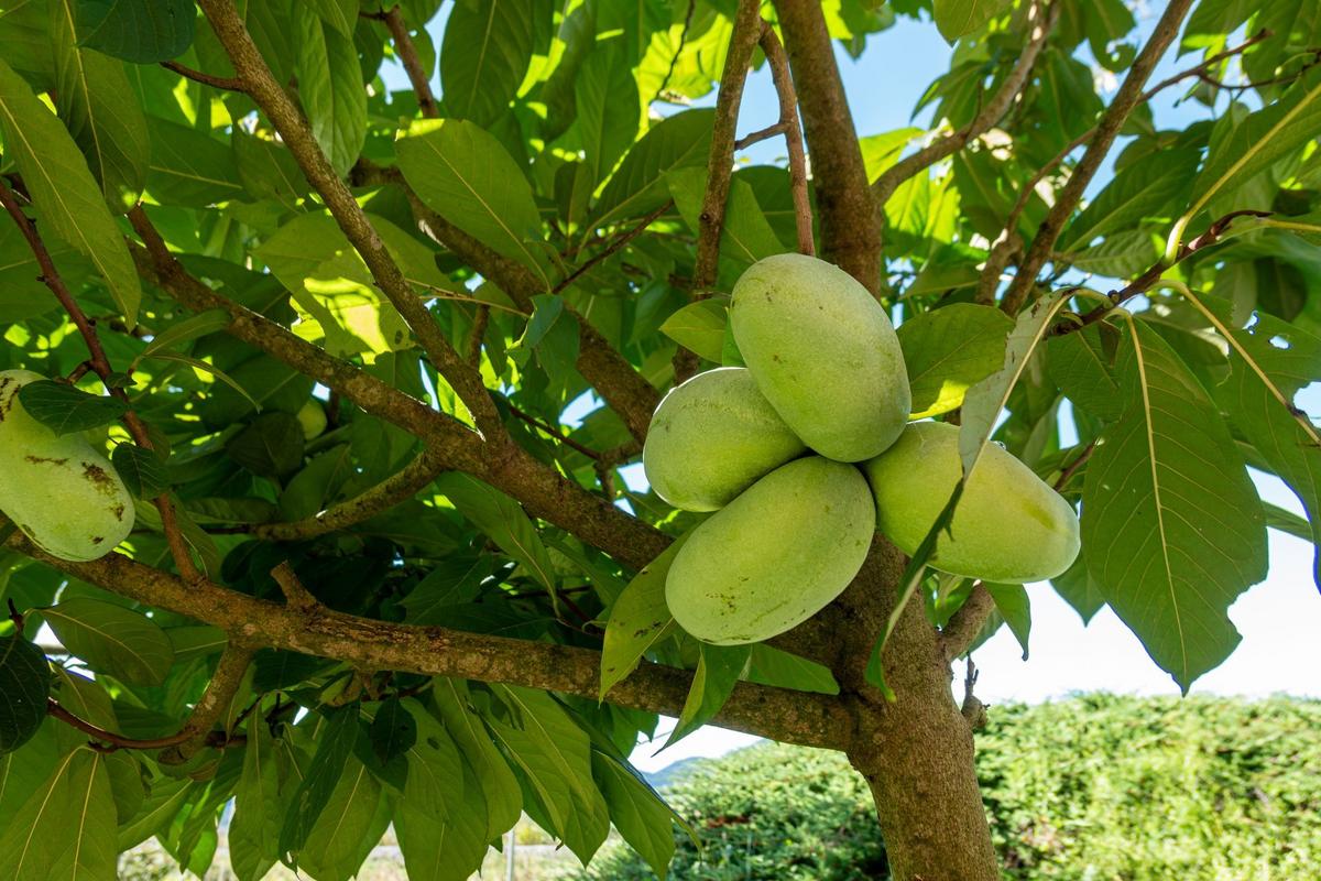 Muďoul trojlaločný (Zdroj: Shutterstock)