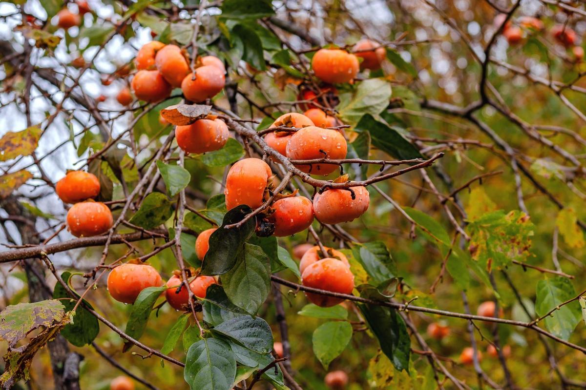 Kaki (Zdroj: Shutterstock)