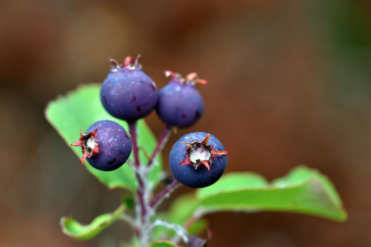 Také plody muchovníku připomínají vzhledem i chutí naše borůvky (Zdroj: Shutterstock)