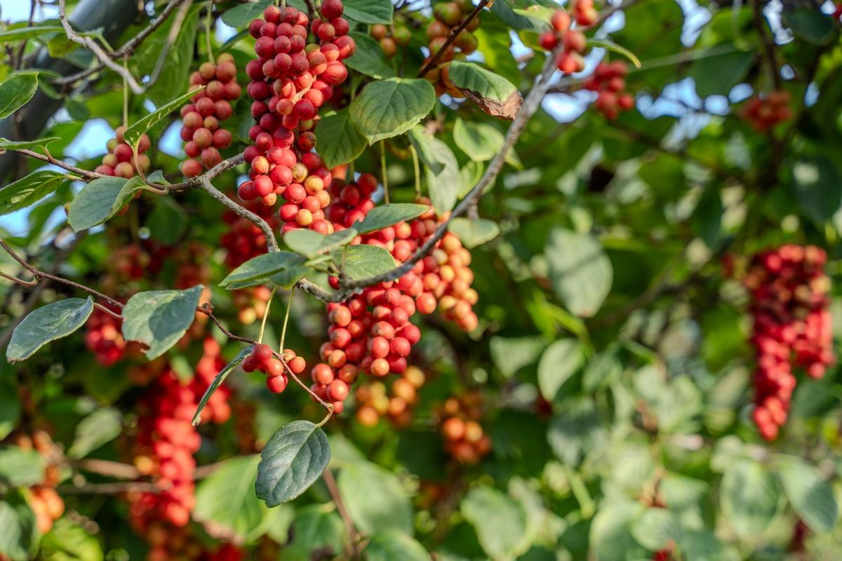 Klanopraška čínská (Zdroj: Shutterstock)