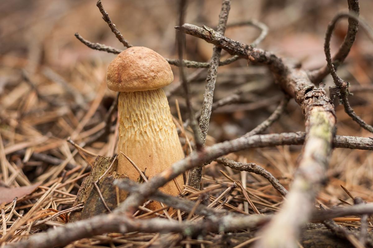 Hřib štíhlotřenný (Zdroj: Shutterstock)