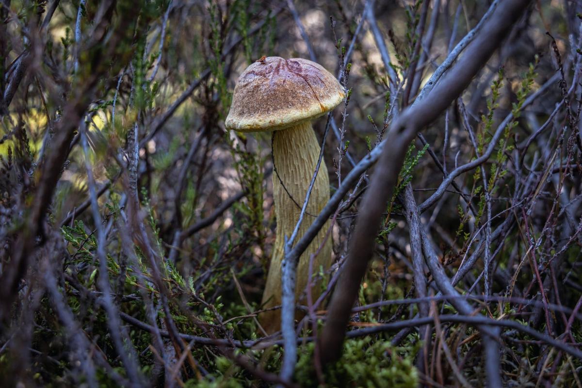 Hřib štíhlotřenný (Zdroj: Shutterstock)