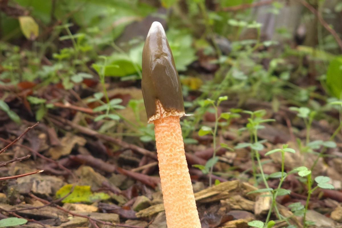 Psivka Ravenelova (Zdroj: Shutterstock)