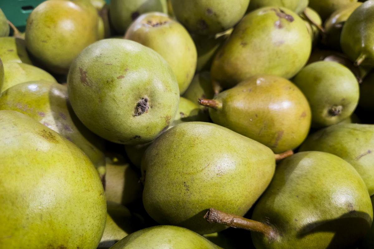 Sklizené hrušky (Zdroj: Shutterstock)