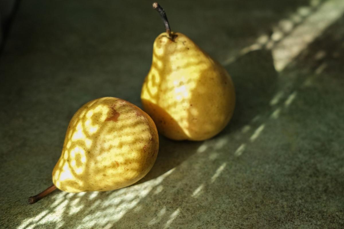 Zralé hrušky (Zdroj: Shutterstock)