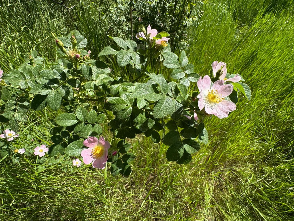 Šípková růže (Zdroj: Shutterstock)