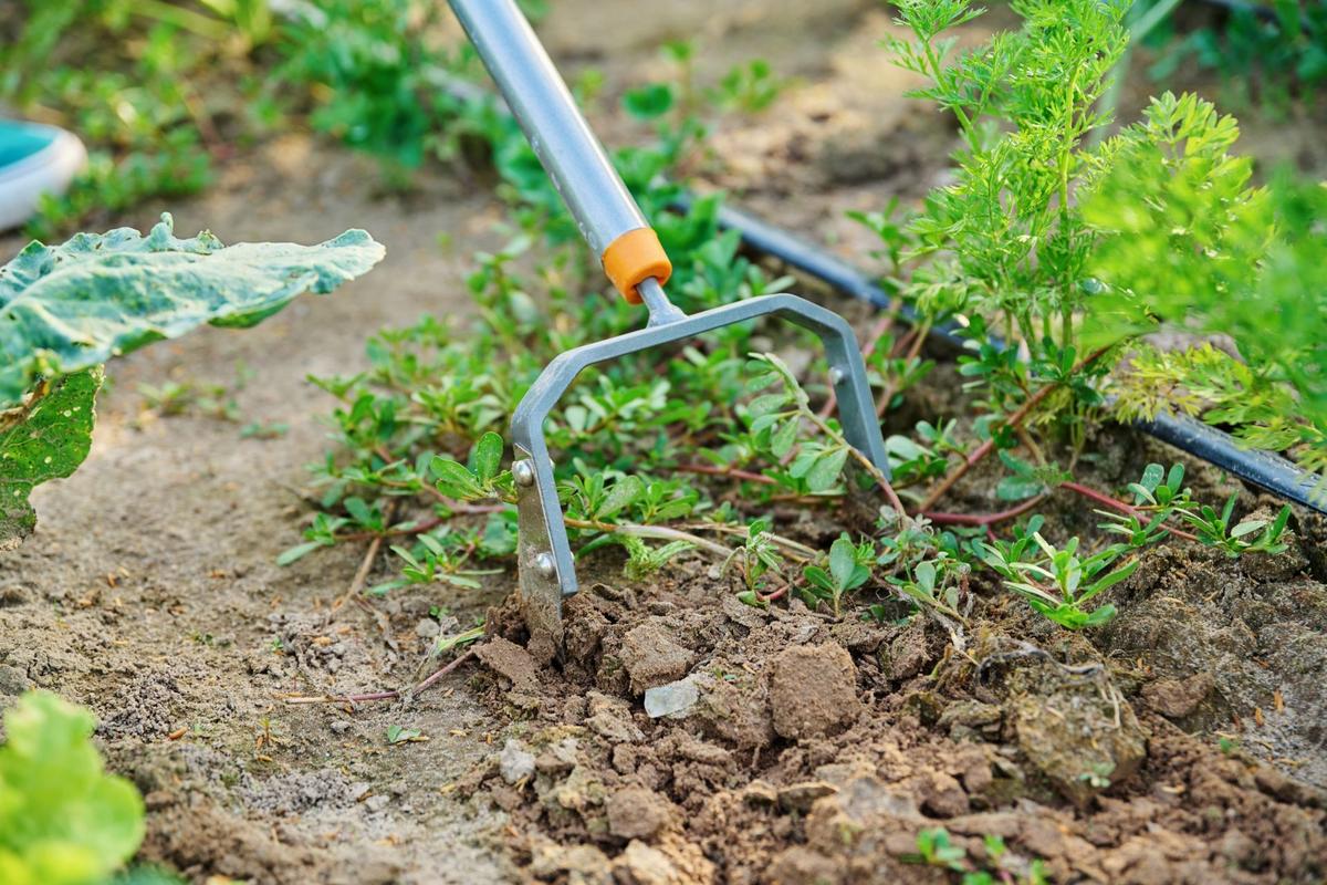 Podříznout, podseknout, vykopnout. Jakkoli... (Zdroj: Shutterstock)