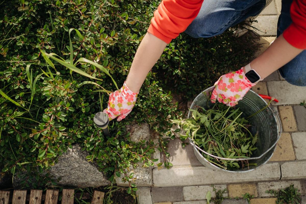 Zatrolený plevel! (Zdroj: Shutterstock)