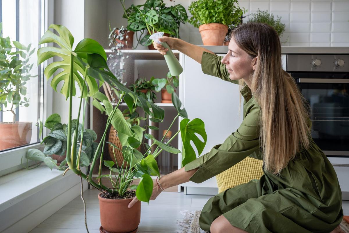 Monstera - tropické rostliny zdobné listem milují rosení (Zdroj: Shutterstock)