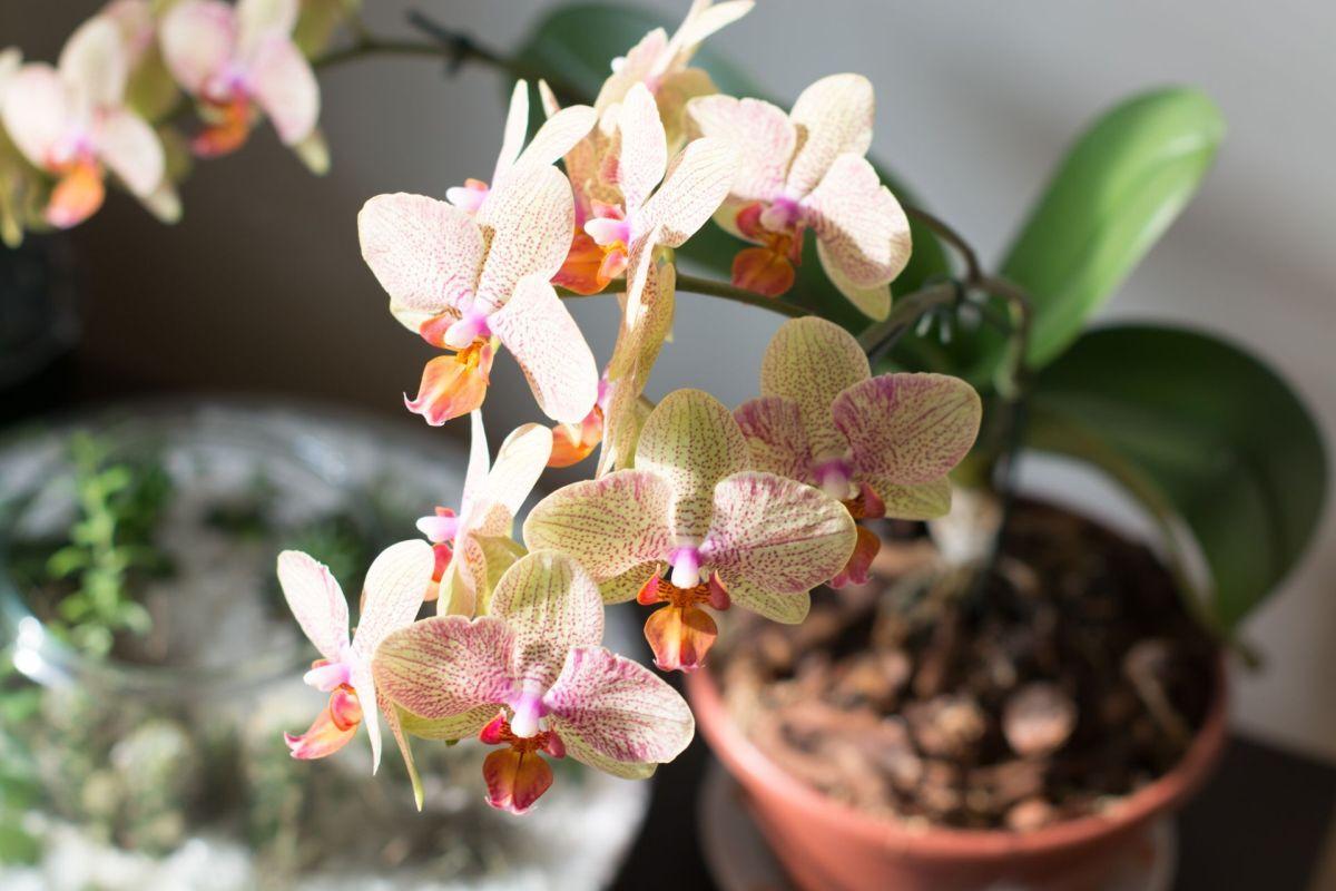 Orchidej rodu Phalaenopsis (Zdroj: Shutterstock)