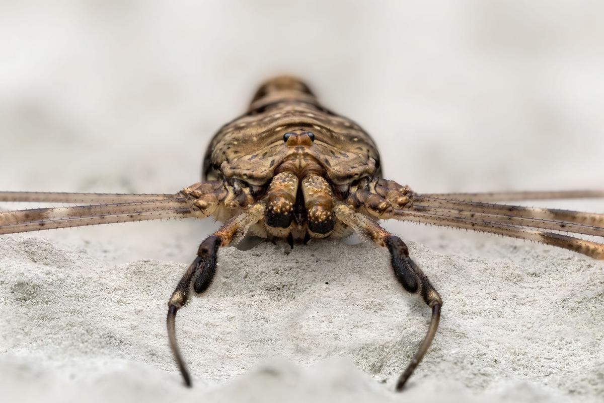 Sekáč rohatý (Zdroj: Shutterstock)