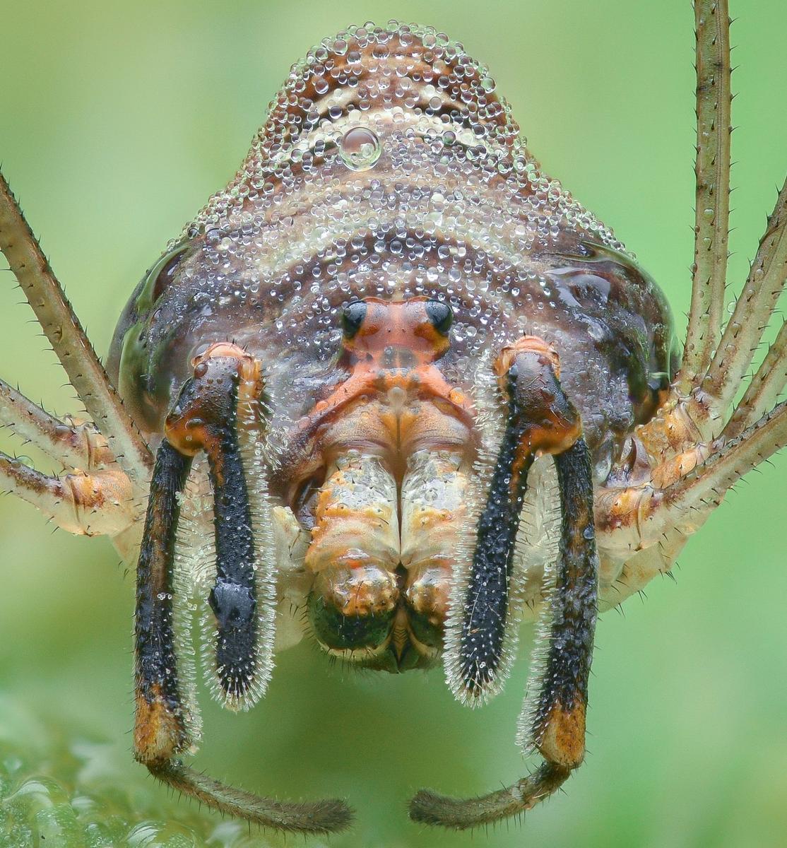 Sekáč rohatý (Zdroj: Shutterstock)