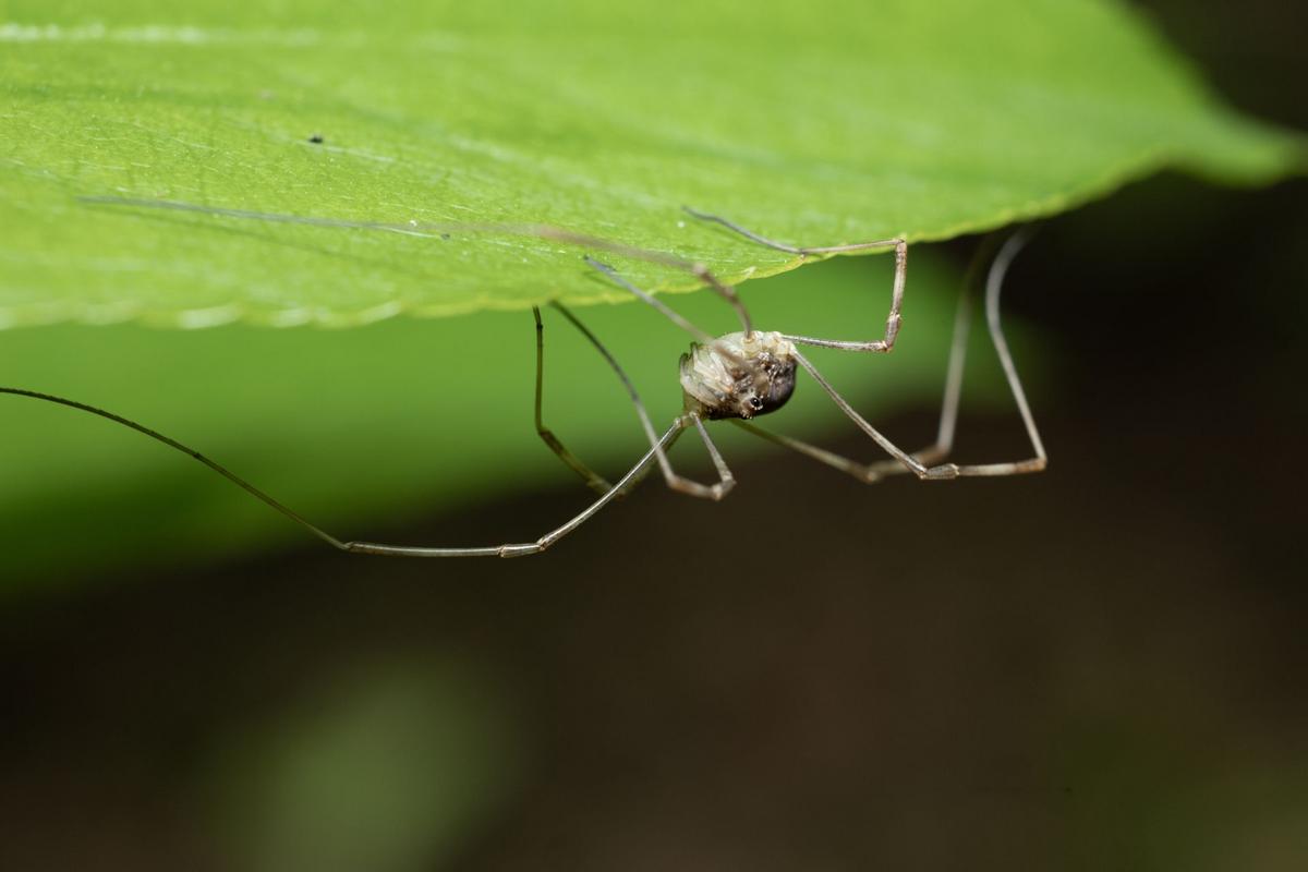Sekáč rohatý - při běžném pohybu připomíná běžného sekáče, než se ale usadí (Zdroj: Shutterstock)