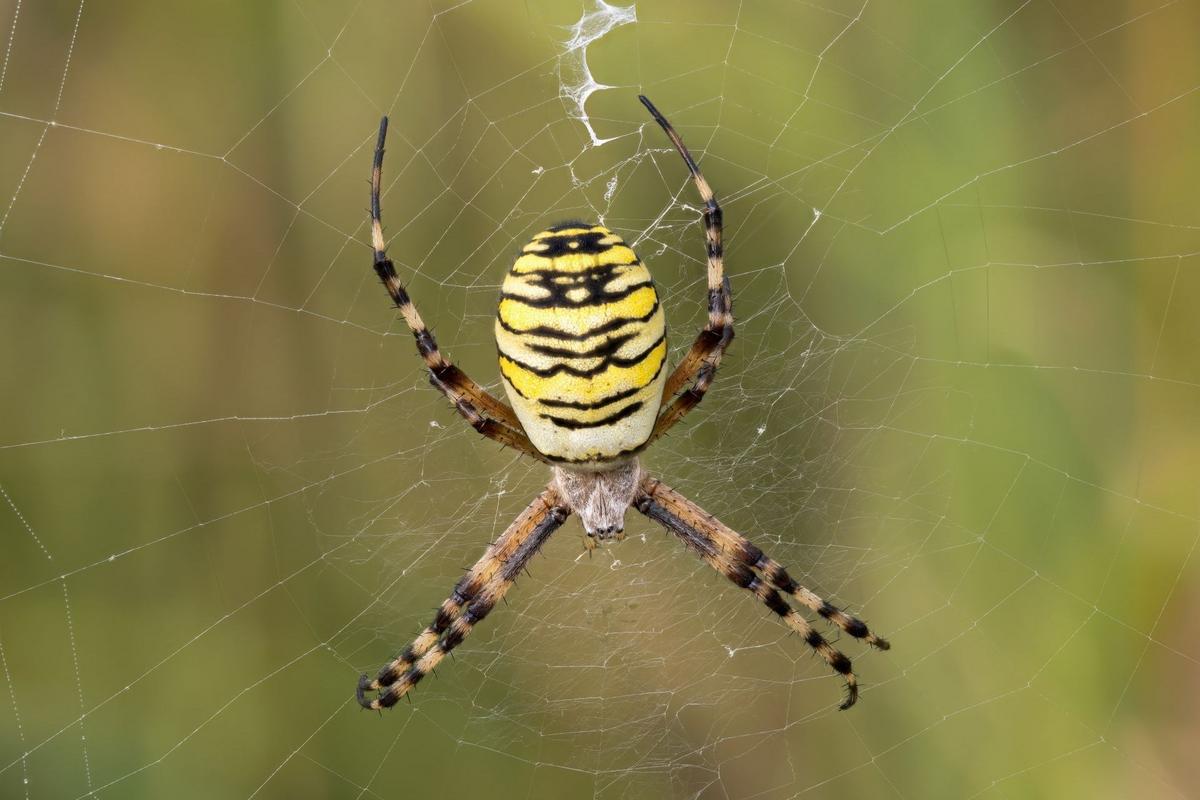 Křižák pruhovaný (Zdroj: Shutterstock)