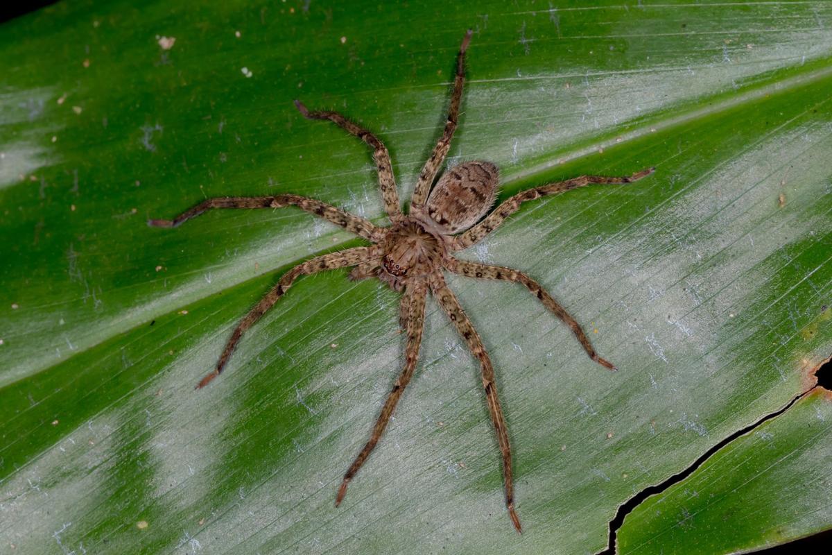 Lovčík z rodu Heteropoda (Zdroj: Shutterstock)