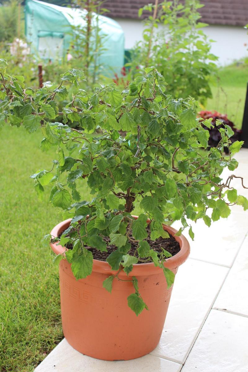 Corylus avellana 'Scooter' (Zdroj: Shutterstock)