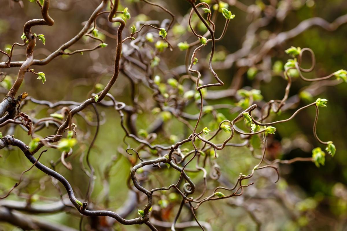 Corylus avellana 'Contorta' (Zdroj: Shutterstock)