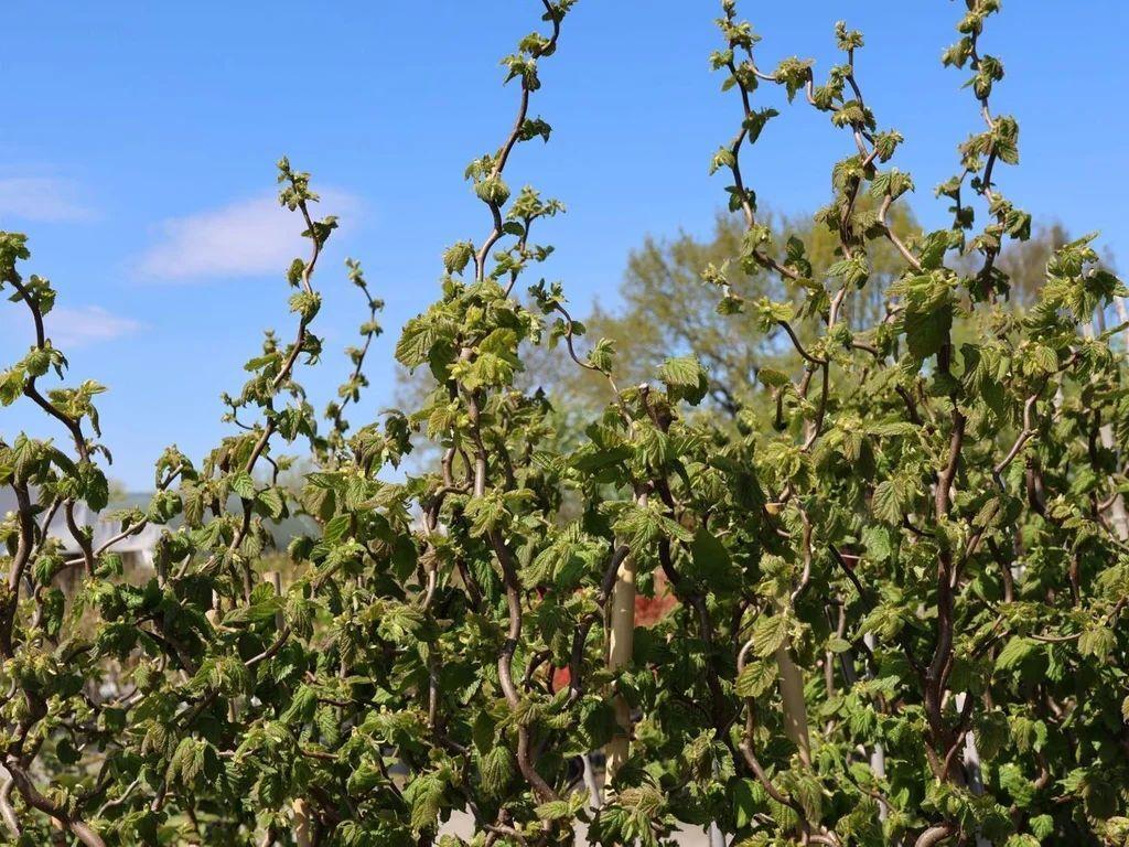 Corylus avellana 'Medusa' (Zdroj: Shutterstock)