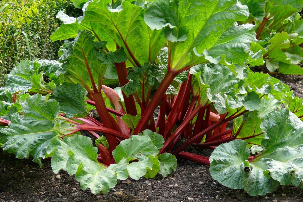 Rebarbora (Zdroj: Shutterstock)
