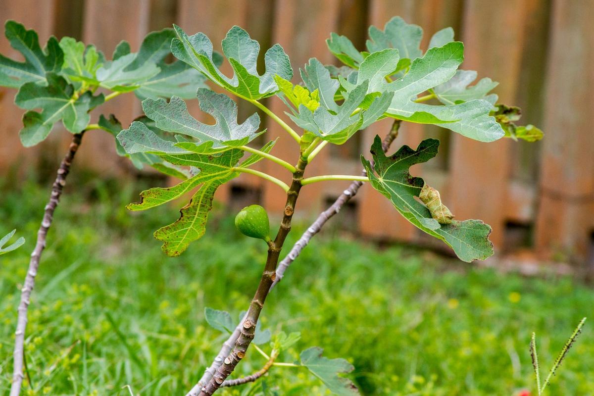 Ficus carica Brown Turkey (Zdroj: Shutterstock)