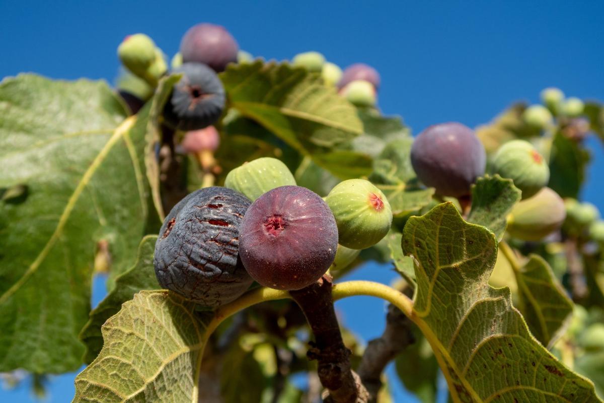 Zrající fíky (Zdroj: Shutterstock)