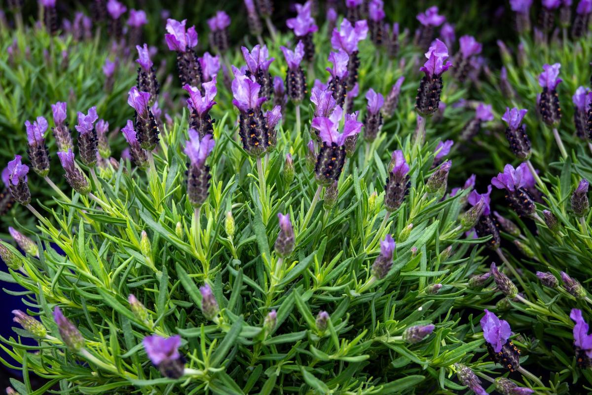 Levandule korunkatá (Zdroj: Shutterstock)