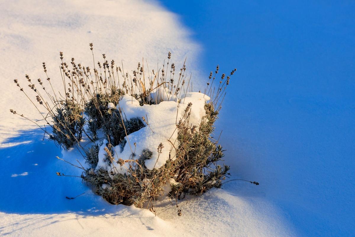 Levandule v zimě, hluboký řez necháváme zásadně až na jaro (Zdroj: Shutterstock)