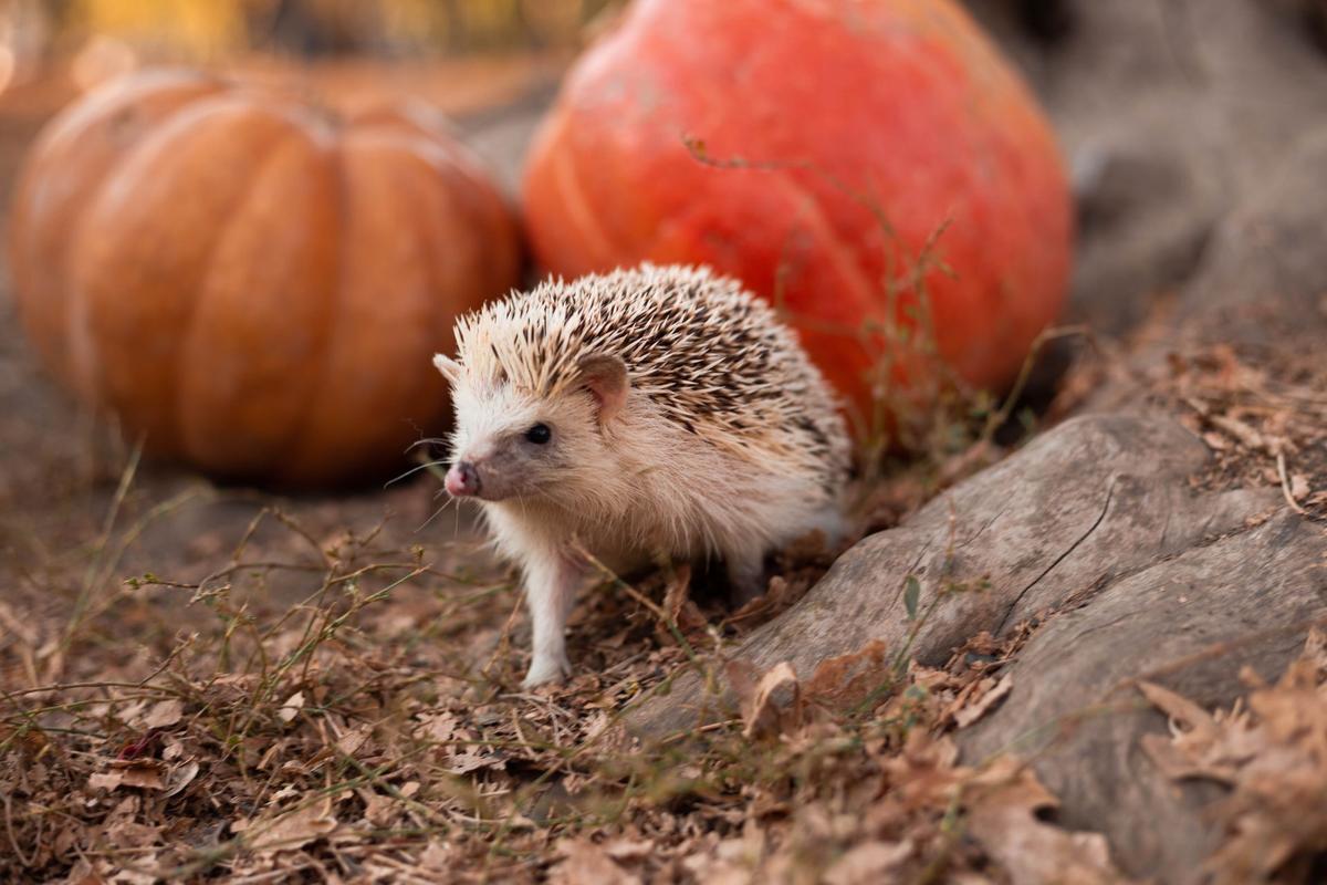 Ježek vám za dýně nepoděkuje (Zdroj: Shutterstock)