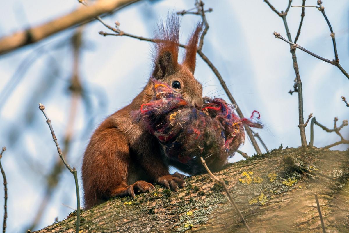 Veverka s přízí (Zdroj: Shutterstock)