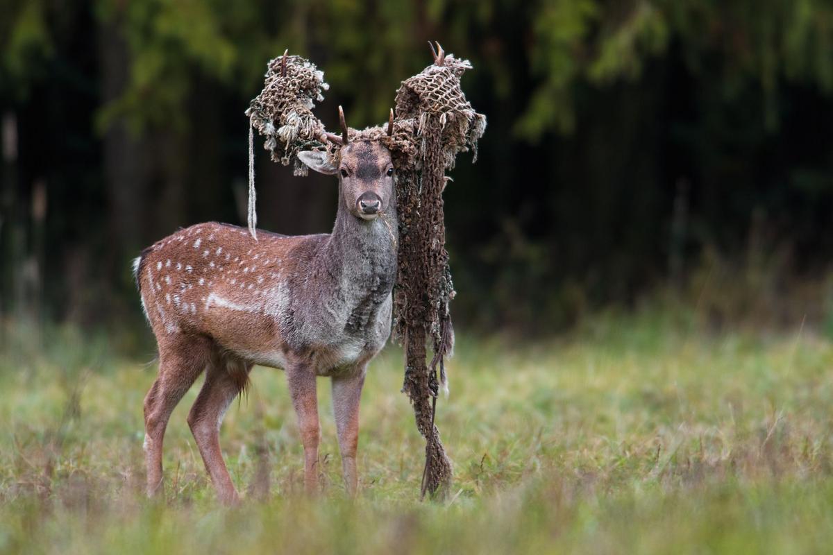 Vysoká v pasti (Zdroj: Shutterstock)