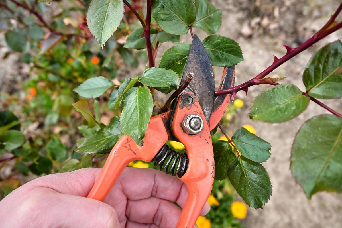 Řez růže (Zdroj: Shutterstock)