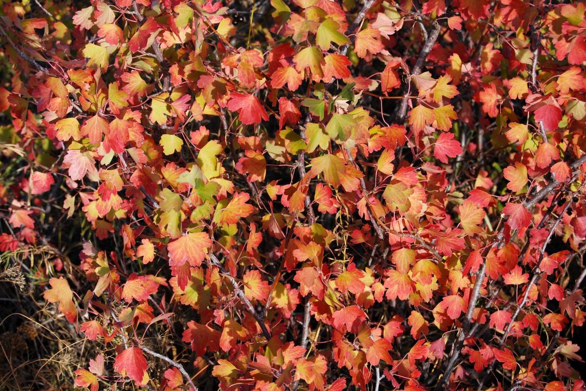 Černý rybíz na podzim (Zdroj: Shutterstock)